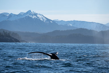 sitka