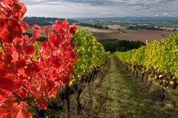 TItle Vineyard and fall color