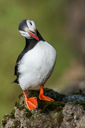 TItle Atlantic Puffin