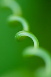 Wild cucumber curl